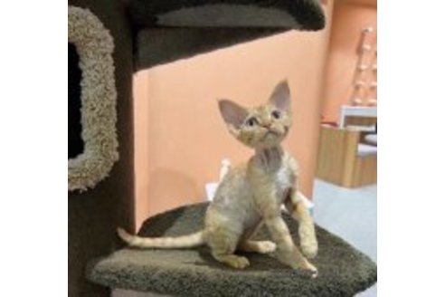 ニュニュちゃん1枚目